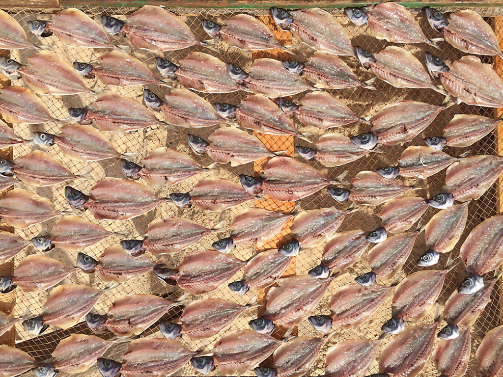 drying fish2