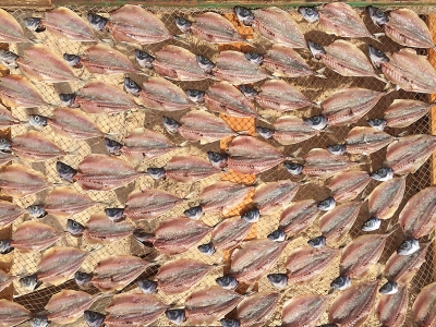 Drying Mackerel. Nazaré, Portugal