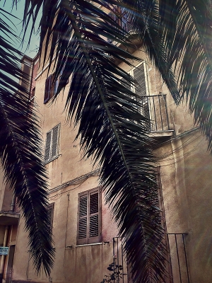 Palms. Alcamo, Sicily