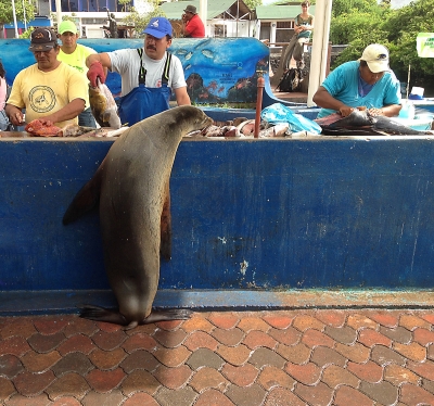 Local Customer. Santa Cruz, Galapagos